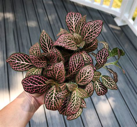 pink angel plant